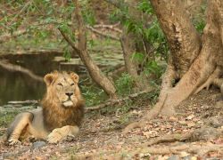 Gir Arboretum in Sasan