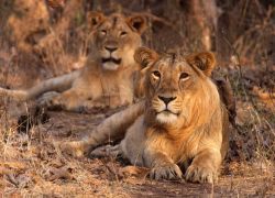 Gir National Park in Sasan