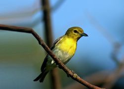 Rampara Wildlife Sanctuary in Wankaner