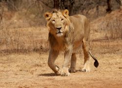 Gir Forest National Park in Junagadh