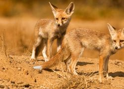 Kutch Desert Wildlife Sanctuary in Bhuj
