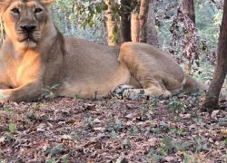 Lion Safari Wildlife Park