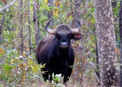 Gomarda Wildlife Sanctuary in Raigarh