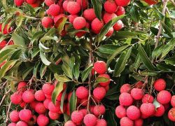 Litchi Gardens in Muzaffarpur