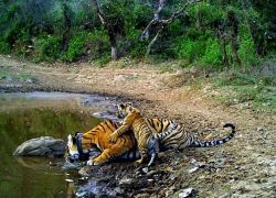 Jaisamand Wildlife Sanctuary in Udaipur