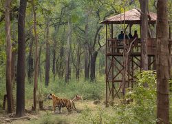Pench National Park