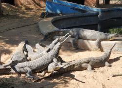 Zoological Garden