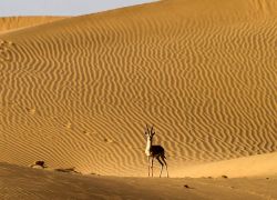 Desert National Park