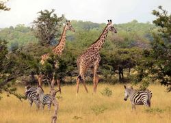 Nyerere National Park in Dar-es-Salaam