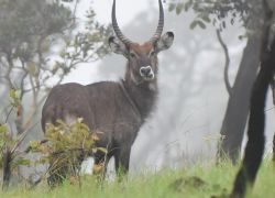 Ruvubu National Park in Cankuzo