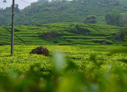 Tea Garden of Sylhet in Sylhet