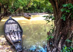 Ratargul Swamp Forest in Sylhet
