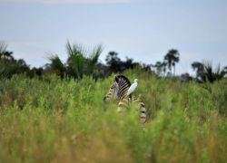 Moremi Game Reserve in Johannesburg