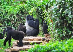 Bwindi Impenetrable National Park