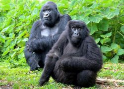 Kibale Forest National Park in Fort Portal