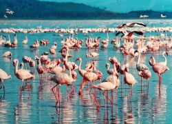 Naivasha