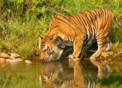 Bardiya National Park in Bardiya