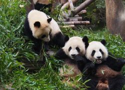 Chengdu Panda Base in Chengdu