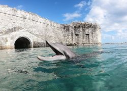 Dolphin Quest Bermuda in Hamilton Bermuda