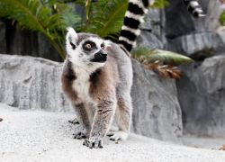 Bermuda Aquarium, Museum and Zoo (BAMZ) in Flatts Village