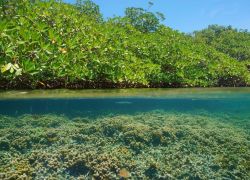 Black Sound Cay National Reserve in Abaco Islands