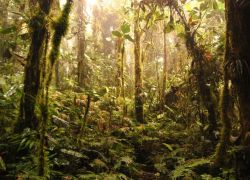 Tafua Peninsula Rainforest Preserve in Savaii Island