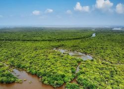Saanapu and Sataoa Mangroves in Upolu