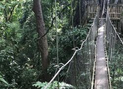 Falealupo Rainforest Preserve in Falealupo