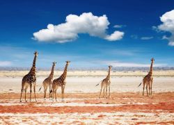 Etosha National Park in Northwestern Namibia