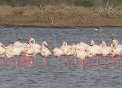Djoudj National Bird Sanctuary in Saint-Louis