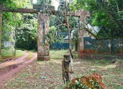 Okomu National Park in Benin City