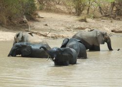 W National Park in Niamey