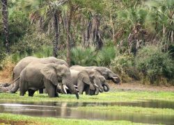 Gorongosa National Park in Gorongosa