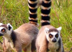 Andasibe-Mantadia National Park in Northeast Madagascar