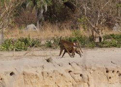 Kiang West National Park in Kiang West