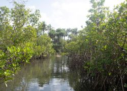 Rio Cacheu Mangroves Natural Park in Northern Guinea-Bissau