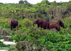 Loango National Park in Loango