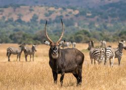 Akagera National Park Rwanda in Eastern-Rwanda