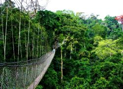 Nyungwe Forest National Park in Northwestern Rwanda