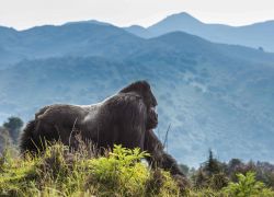 Parc National Des Volcans Rwanda in Northwestern Rwanda