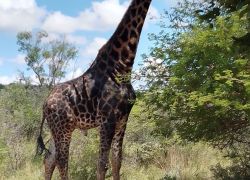 Mokolodi Nature Reserve in Gaborone