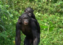 Aac Bonobo Nursery Sanctuary in Kinshasa