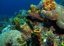 Buccoo Reef (Tobago, Trinidad and Tobago) in Tobago