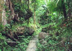 El Yunque Rainforest (Puerto Rico) in San Juan