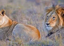 Amakhala Game Reserve in Eastern Cape