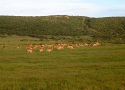 Shamwari Game Reserve in Eastern Cape