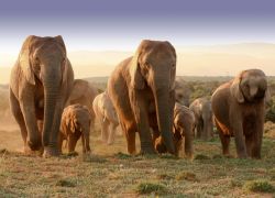 Addo Elephant Park in Eastern Cape