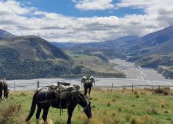 Alpine Horse Safaris in Canterbury