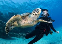 Scuba Diving in Marsa Alam in Marsa Alam
