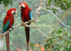 Madidi National Park in La Paz